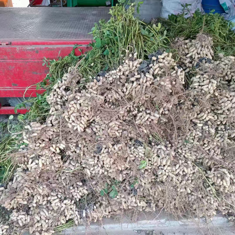湖北花生花生果产地直发货源充足对接批发商商超