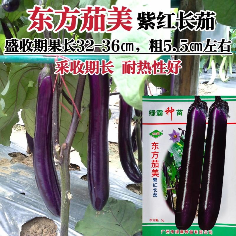 绿霸东方茄美茄子种籽紫红长茄种子早熟四季抗病高产春秋长茄