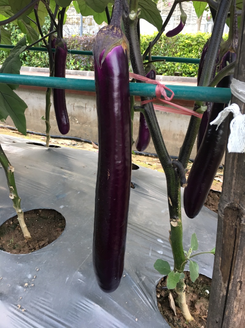 绿霸东方茄美茄子种籽紫红长茄种子早熟四季抗病高产春秋长茄