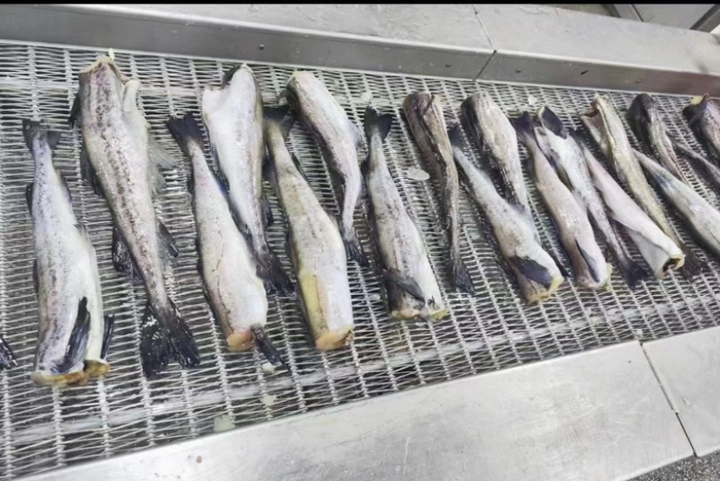 单冻明太鱼无头鱼狭鳕鱼鳕鱼海鱼肉嫩刺少单冻深海鳕鱼