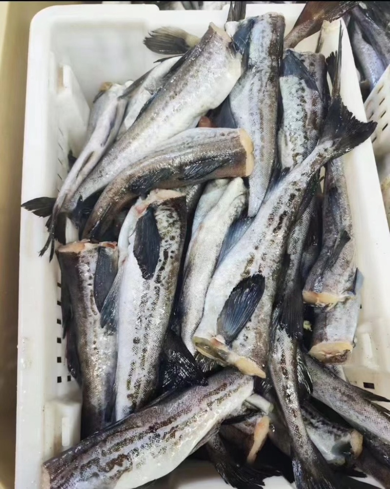 单冻明太鱼无头鱼狭鳕鱼鳕鱼海鱼肉嫩刺少单冻深海鳕鱼