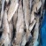 单冻明太鱼无头鱼狭鳕鱼鳕鱼海鱼肉嫩刺少单冻深海鳕鱼