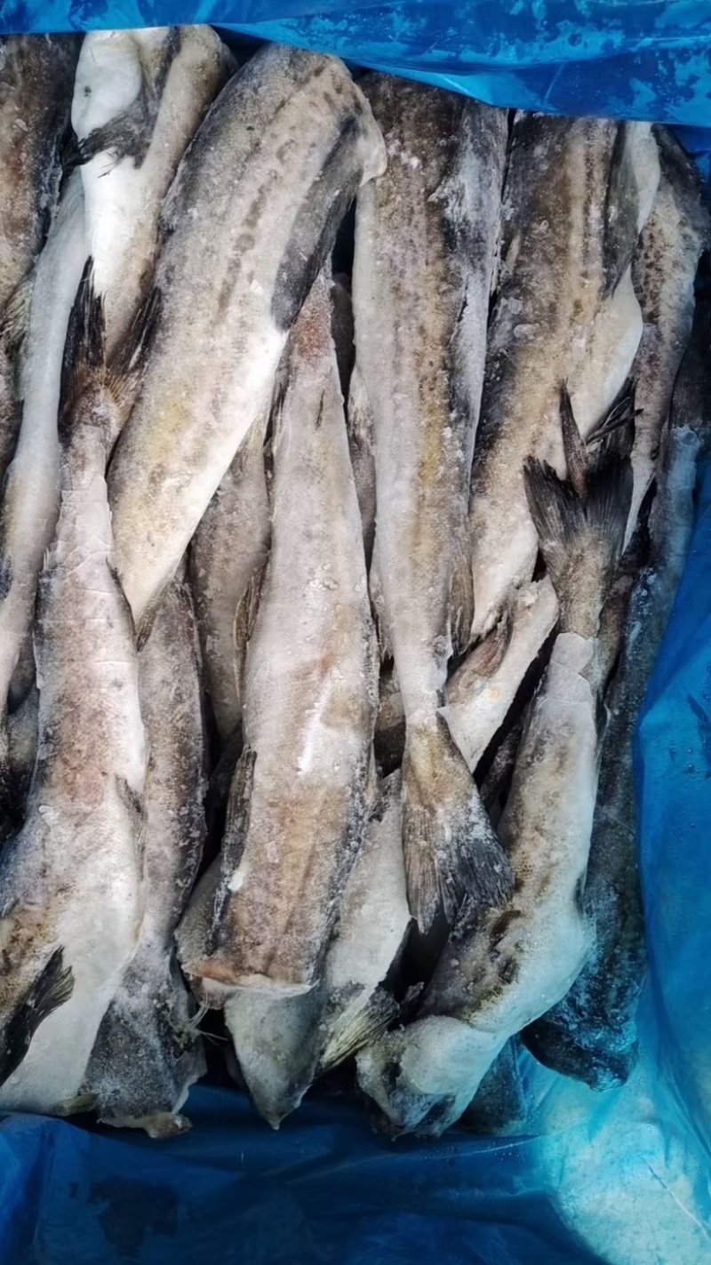 单冻明太鱼无头鱼狭鳕鱼鳕鱼海鱼肉嫩刺少单冻深海鳕鱼