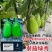 秦茄绿秀茄子种子西安绿茄种子高产春秋绿皮油亮绿罐茄子青茄
