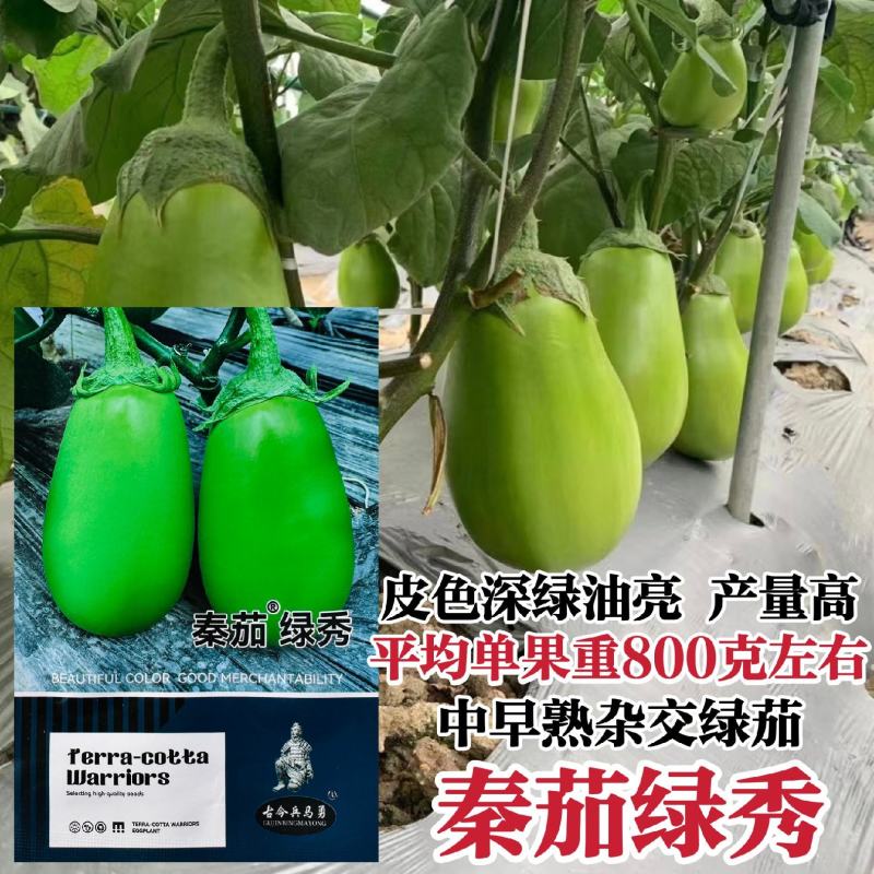秦茄绿秀茄子种子西安绿茄种子高产春秋绿皮油亮绿罐茄子青茄