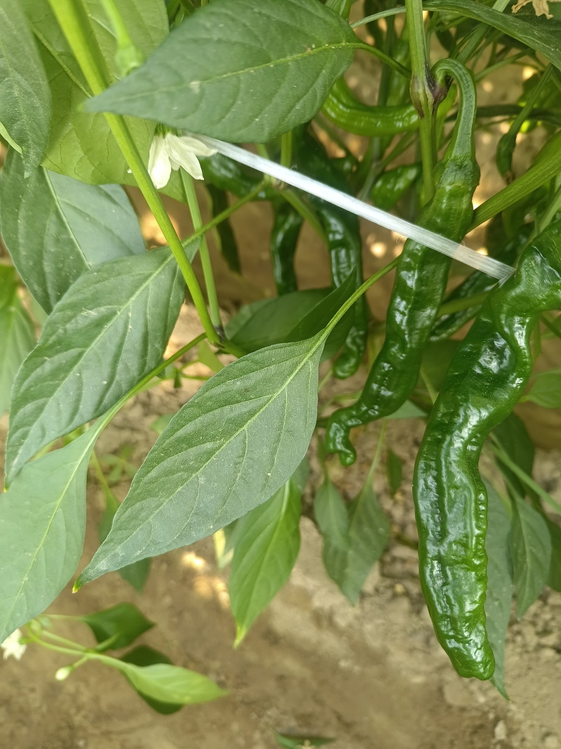 香辣小皱皮