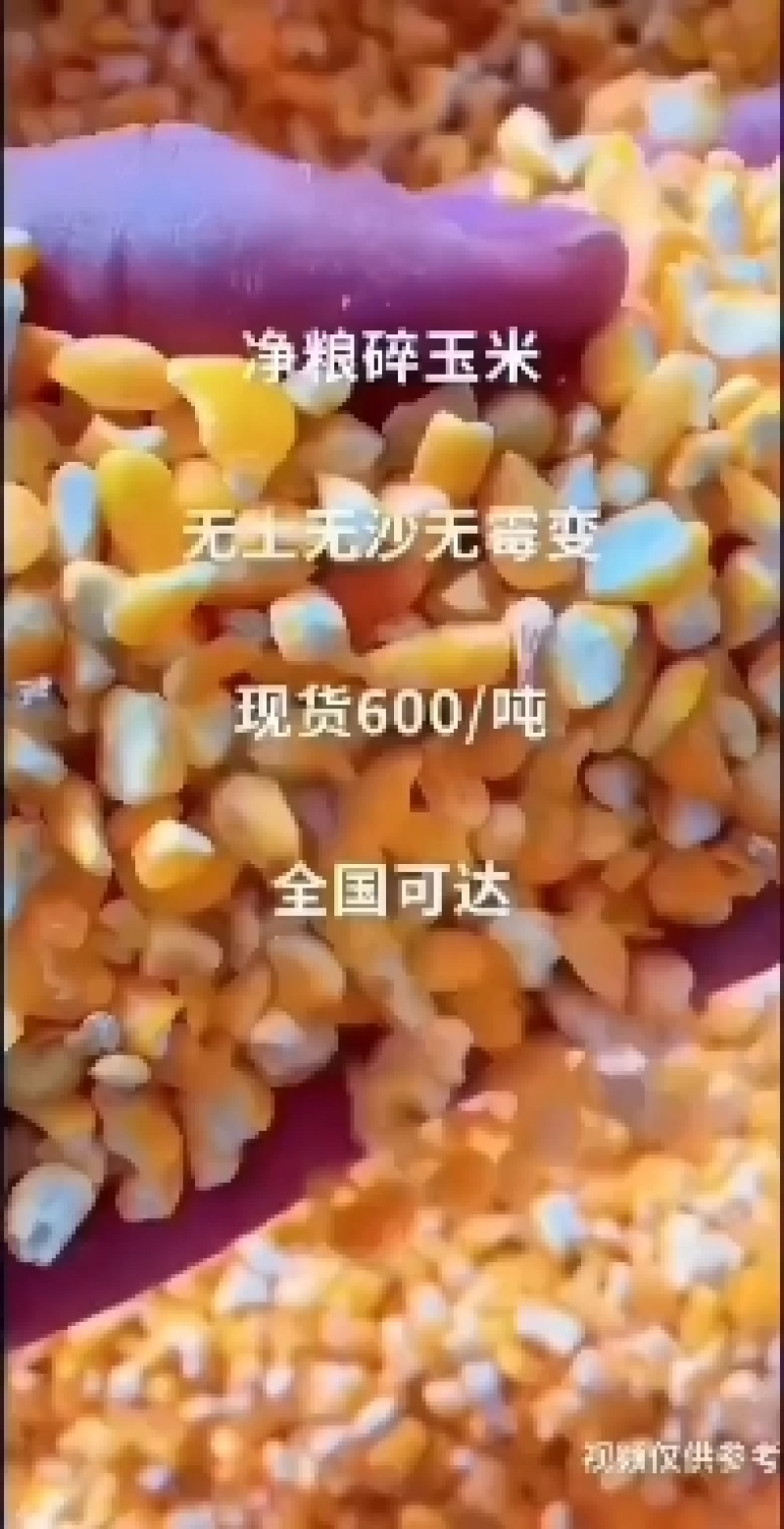 碎玉米净粮无土无沙无霉变喂养鸡鸭鹅猪羊
