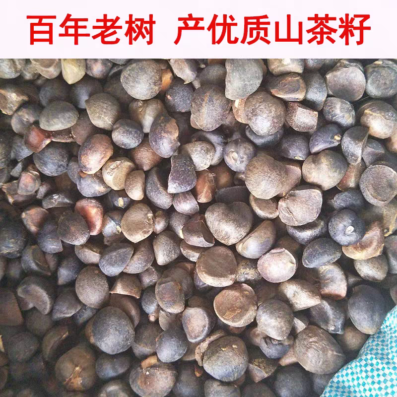 正宗油茶籽油茶籽仁货源充足现货现发欢迎致电下单