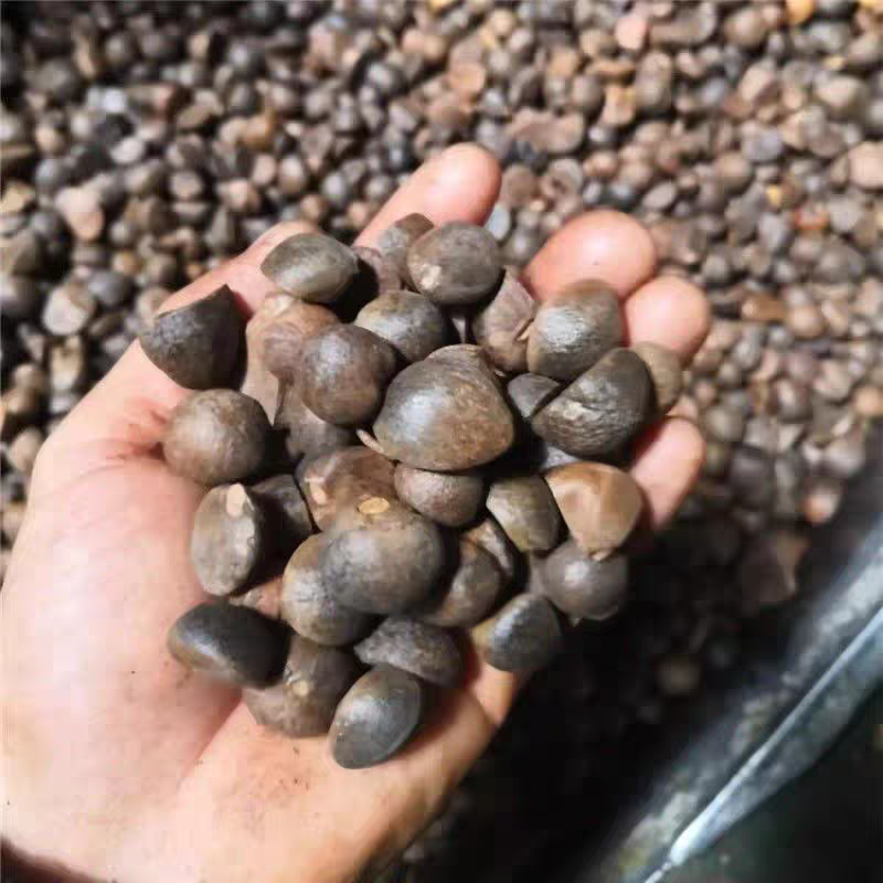 正宗油茶籽油茶籽仁货源充足现货现发欢迎致电下单