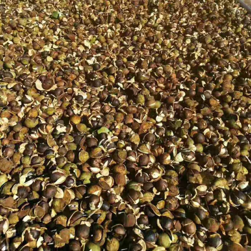 正宗油茶籽油茶籽仁货源充足现货现发欢迎致电下单