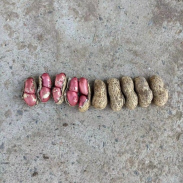 2粒红,鲁花,白沙,产地直发,一手货源,量大从优
