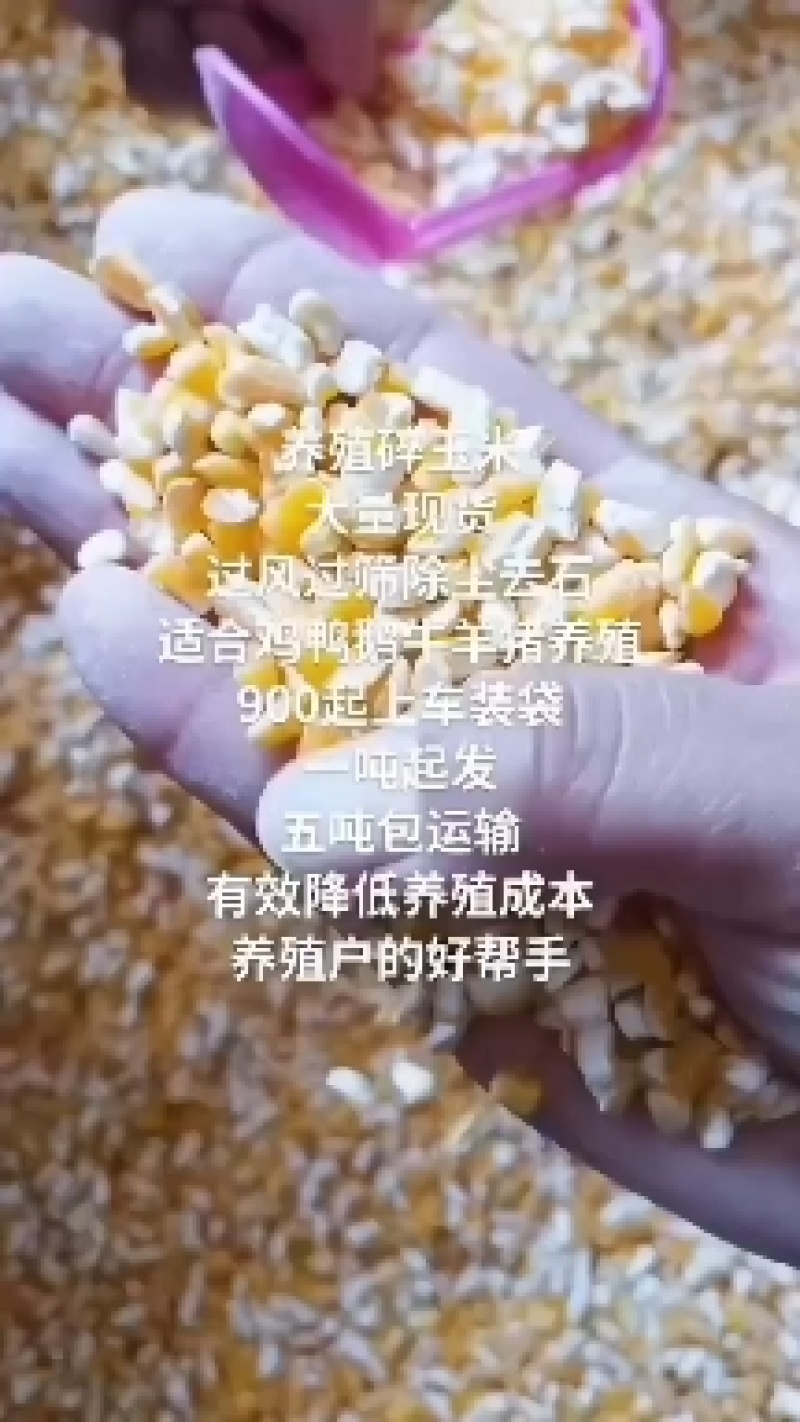 碎玉米净粮无土无沙无霉变喂养鸡鸭鹅猪羊
