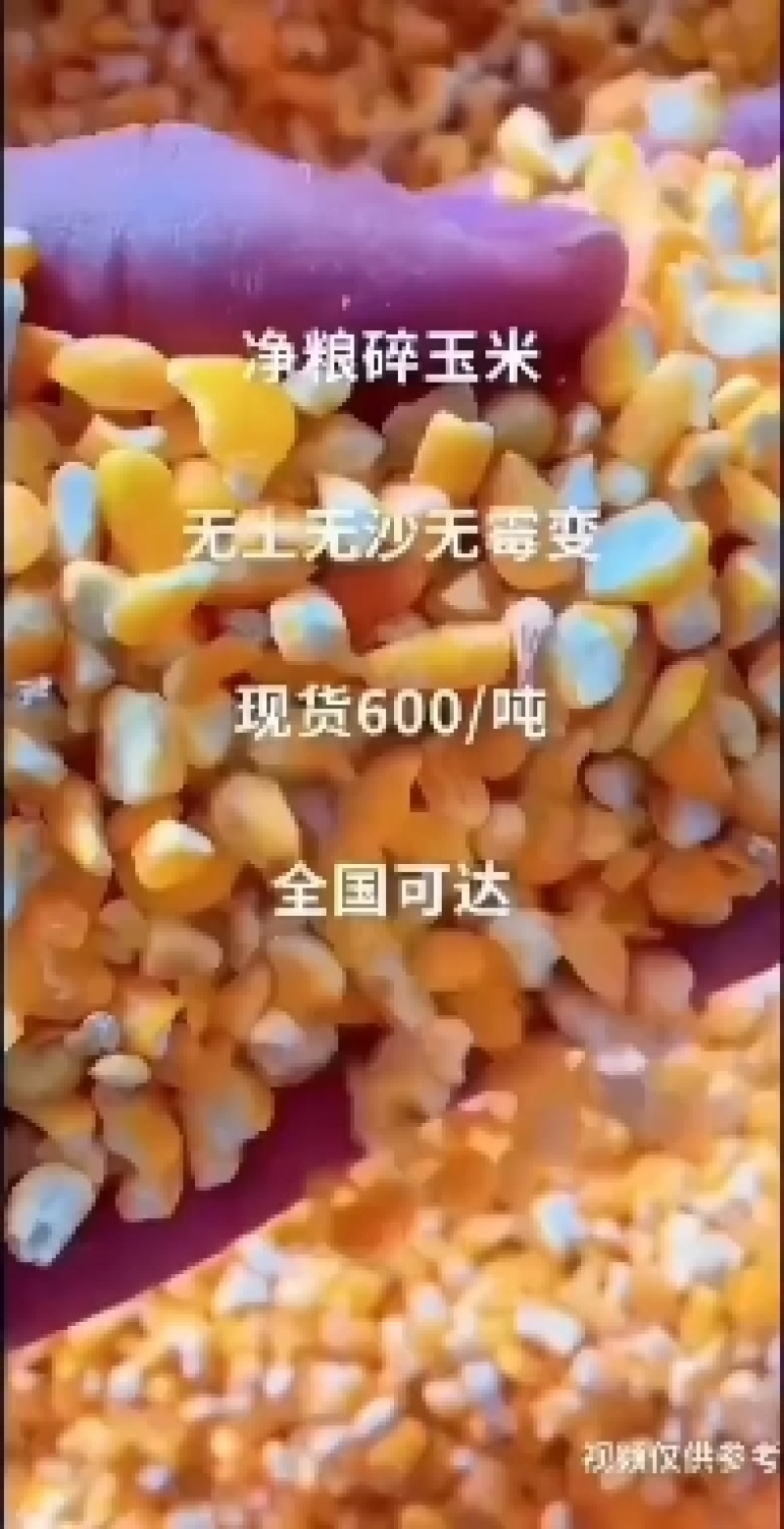 碎玉米净粮无土无沙无霉变喂养鸡鸭鹅猪羊