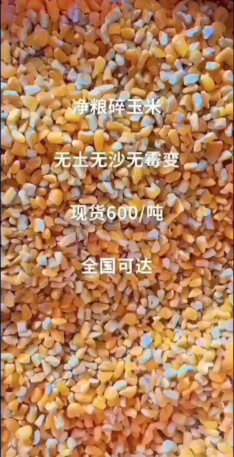 碎玉米净粮无土无沙无霉变喂养鸡鸭鹅猪羊