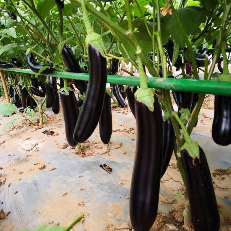 黑霸王茄子种子紫黑长茄中熟紫黑皮长30-40厘米横径6厘