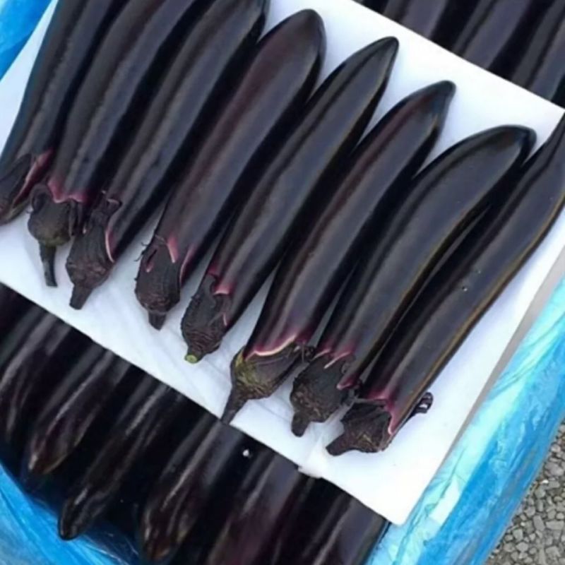 黑霸王茄子种子紫黑长茄中熟紫黑皮长30-40厘米横径6厘