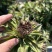 河北二年改良白术种子，上市了，保发芽率，欢迎咨询预定
