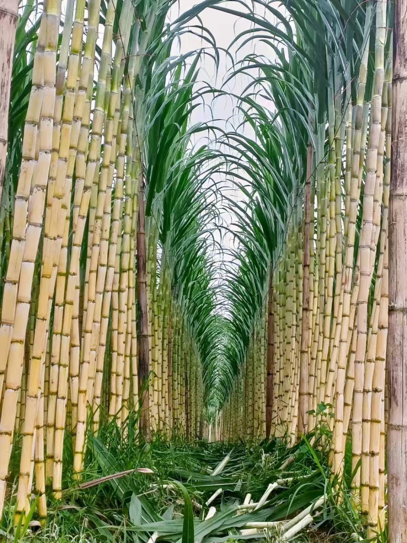 云南黄金甘蔗，黄皮甘蔗产地一手货源，大量现货持续供应中1
