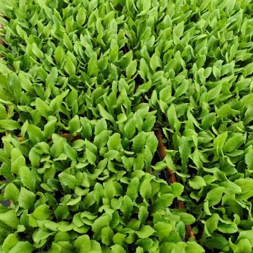 优质油麦菜苗