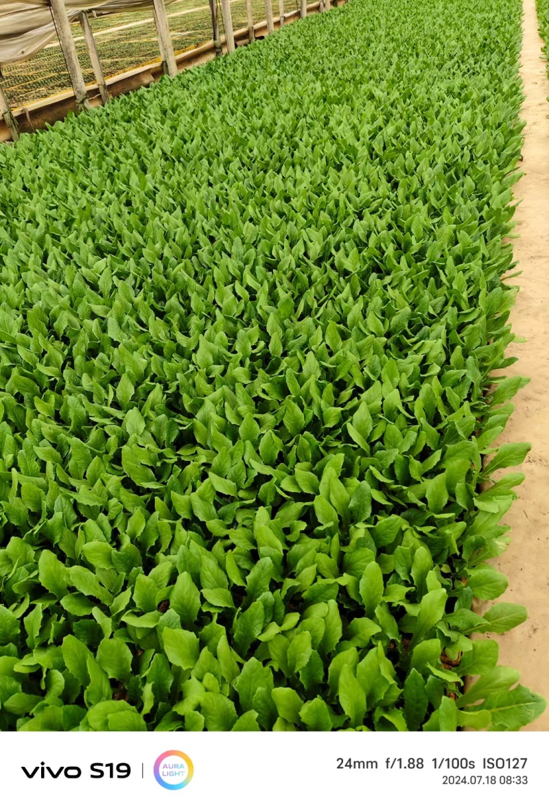 优质油麦菜苗