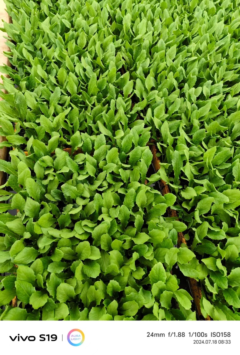 优质油麦菜苗