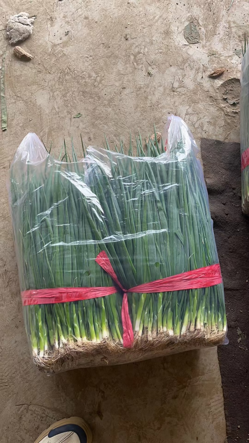 万亩精品小葱大量上市中产地直发！！！！！！！！！！！！