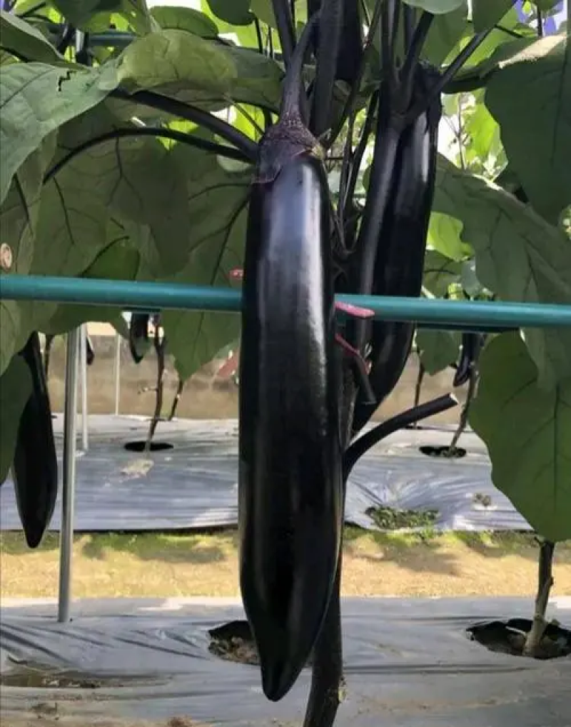 萧新绿霸王茄子种子紫黑长茄籽绿把长茄早熟春播蔬菜种子基地