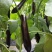 萧新绿霸王茄子种子紫黑长茄籽绿把长茄早熟春播蔬菜种子基地