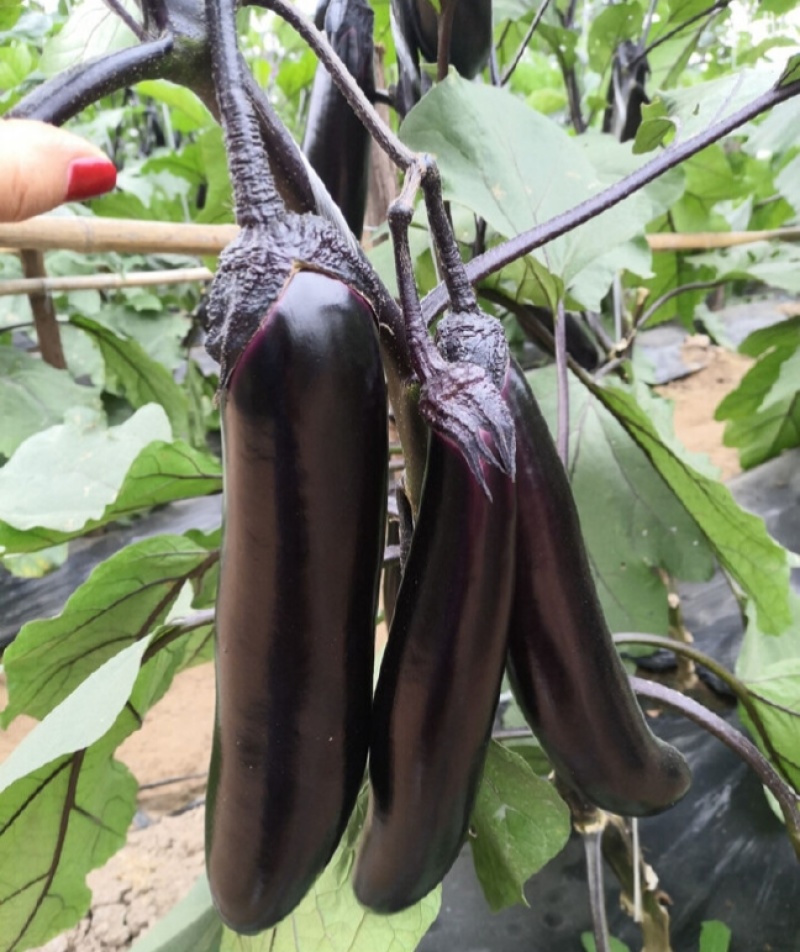 萧新绿霸王茄子种子紫黑长茄籽绿把长茄早熟春播蔬菜种子基地