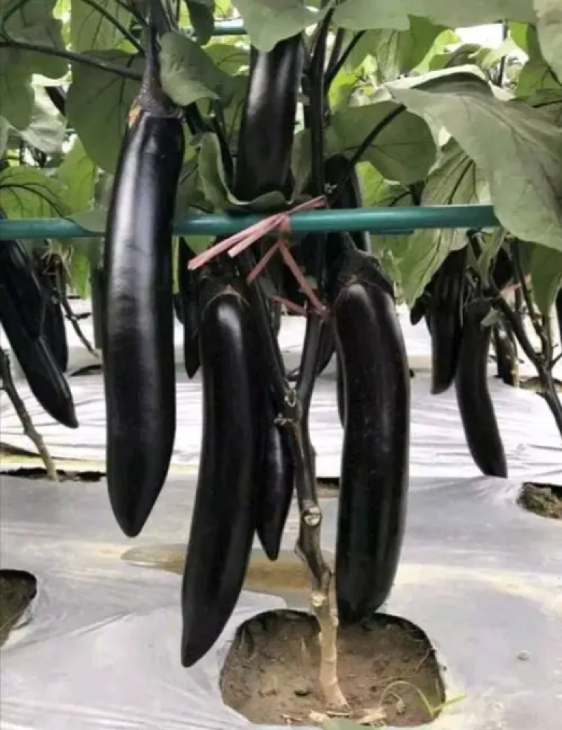 萧新绿霸王茄子种子紫黑长茄籽绿把长茄早熟春播蔬菜种子基地