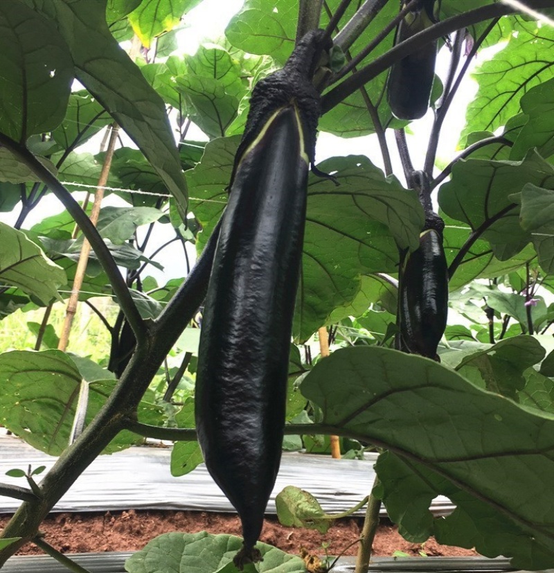 萧新绿霸王茄子种子紫黑长茄籽绿把长茄早熟春播蔬菜种子基地