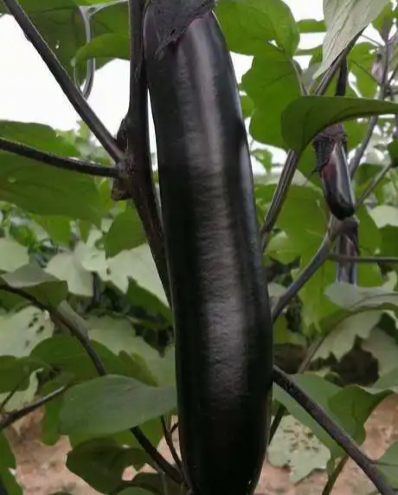 萧新绿霸王茄子种子紫黑长茄籽绿把长茄早熟春播蔬菜种子基地