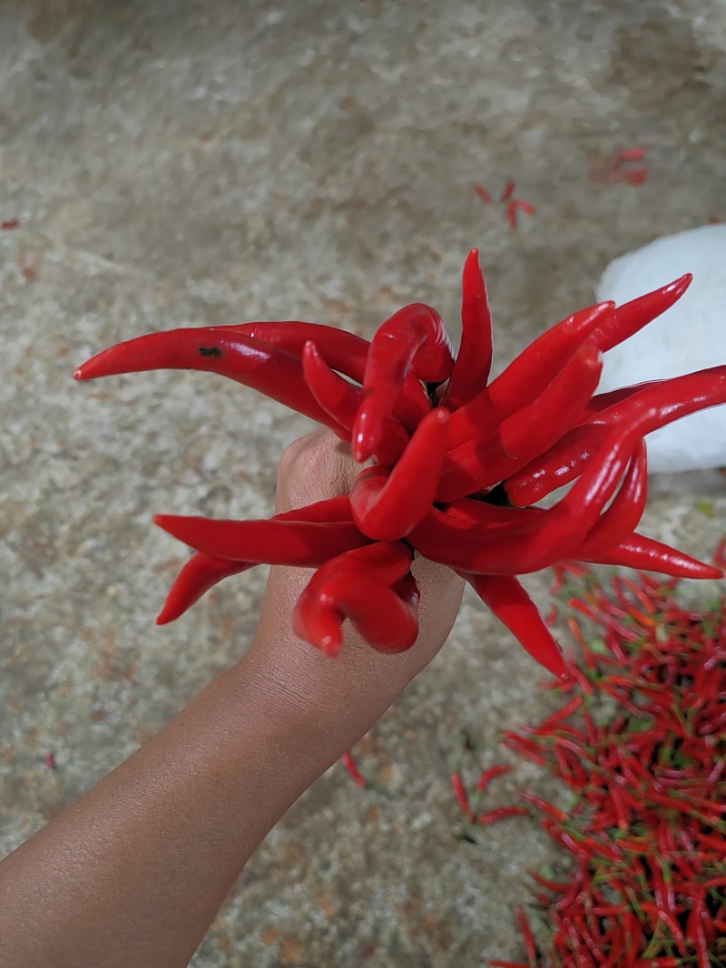 【精品】小米辣产地直发，量大优惠，欢迎采购品质高