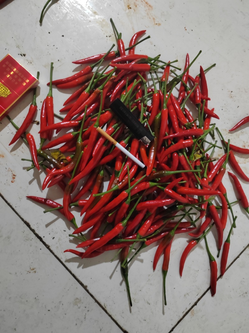 【精品】小米辣产地直发，量大优惠，欢迎采购品质高