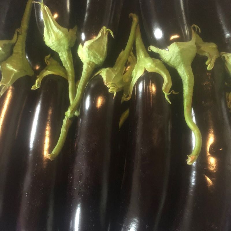 萧新玛丽斯茄子种子紫黑长茄种籽春秋农田高产蔬菜种籽长棒形