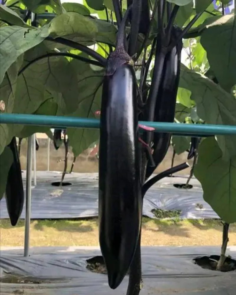 萧新玛丽斯茄子种子紫黑长茄种籽春秋农田高产蔬菜种籽长棒形