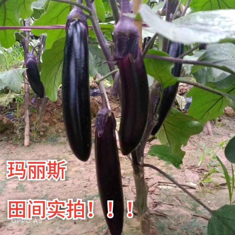 萧新玛丽斯茄子种子紫黑长茄种籽春秋农田高产蔬菜种籽长棒形