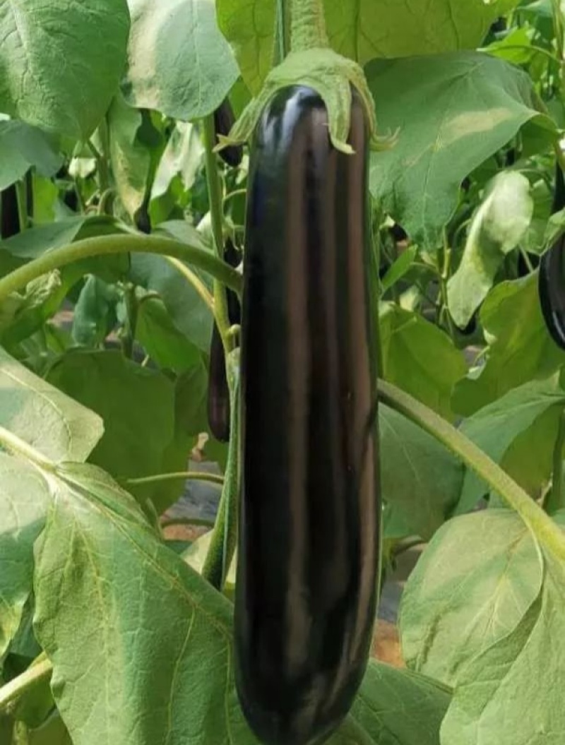 萧新玛丽斯茄子种子紫黑长茄种籽春秋农田高产蔬菜种籽长棒形