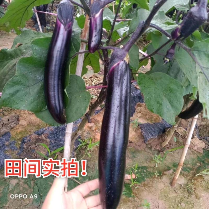 萧新玛丽斯茄子种子紫黑长茄种籽春秋农田高产蔬菜种籽长棒形