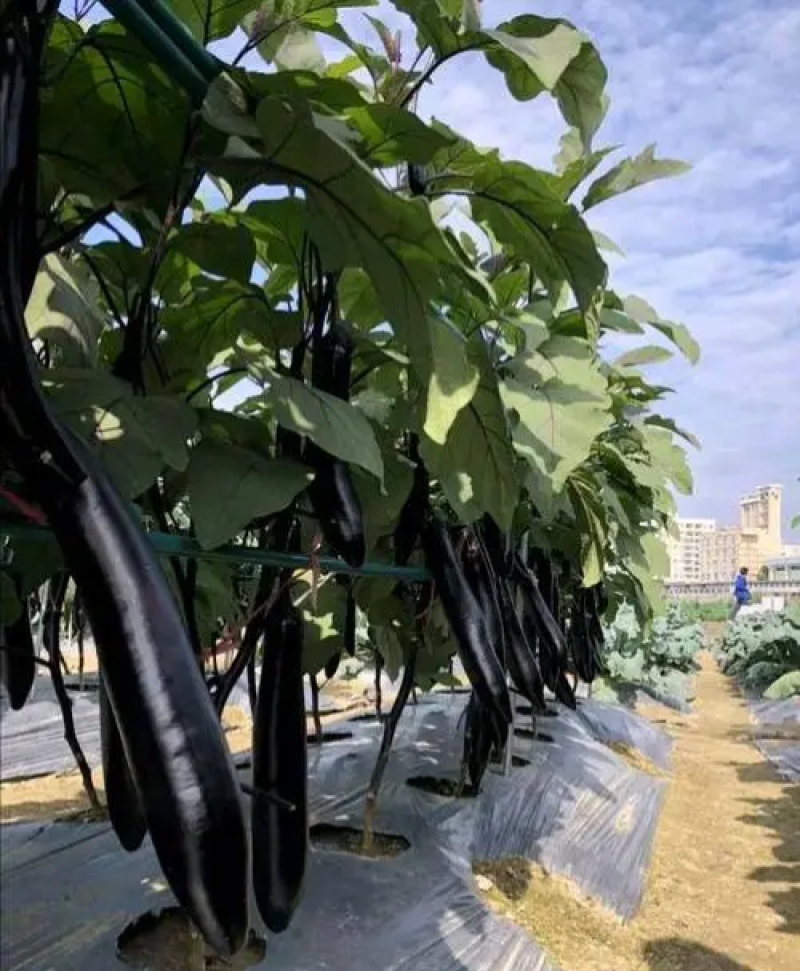 萧新玛丽斯茄子种子紫黑长茄种籽春秋农田高产蔬菜种籽长棒形