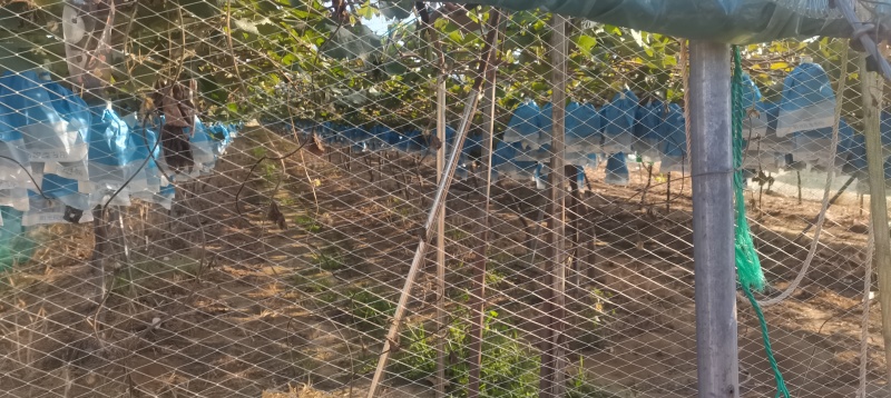 阳光玫瑰120亩规模，能一次性包园的客户来，实测糖度15以上