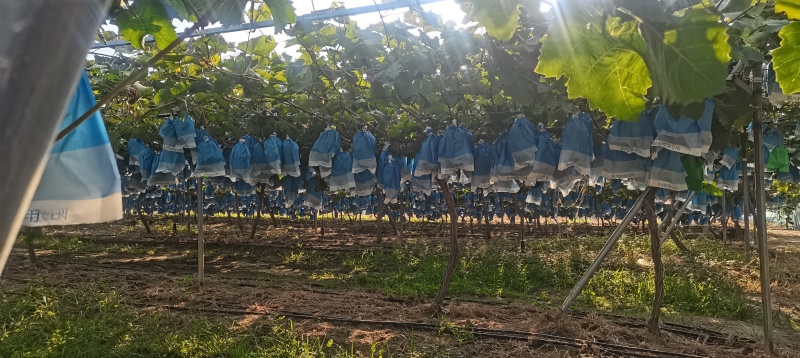 阳光玫瑰120亩规模，能一次性包园的客户来，实测糖度15以上