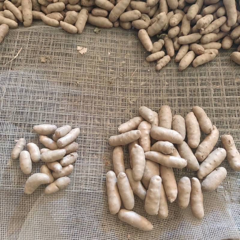 小白嘴白山药豆，大豆，特大豆，中豆小豆