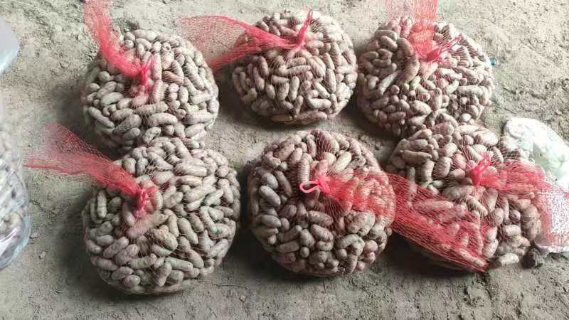 小白嘴白山药豆，大豆，特大豆，中豆小豆