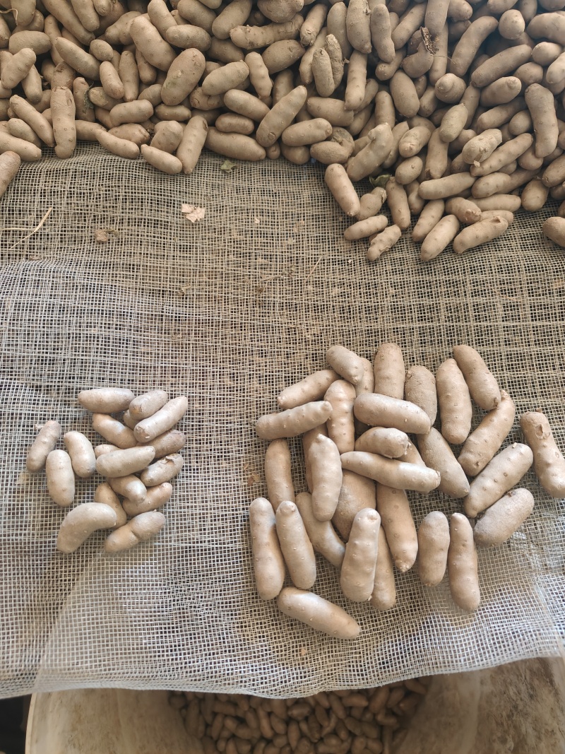 小白嘴白山药豆，大豆，特大豆，中豆小豆