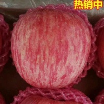 湖北【红富士苹果】产地批发一手货源保质保量坏烂包赔