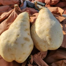 佛手梨冷库货，脆甜。具有奶香味。价格美丽。需要的联系我