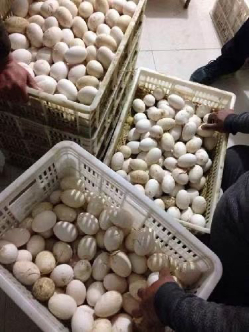 新疆巴州库尔勒市大鹅蛋供应