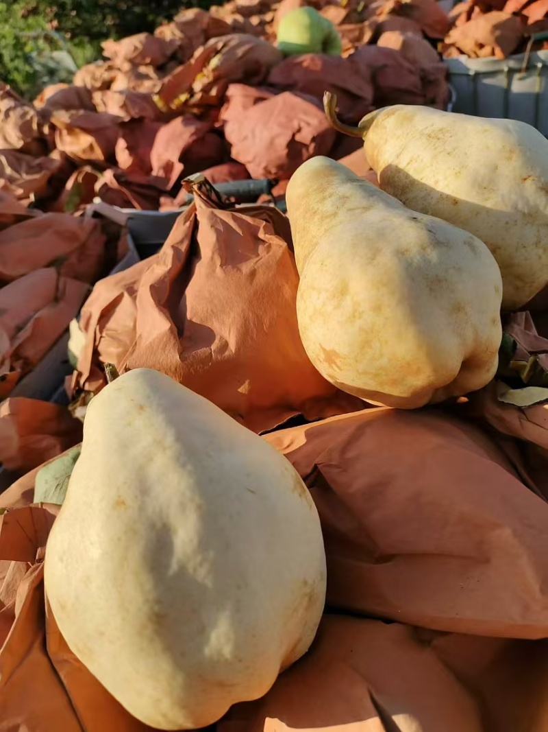 佛手梨冷库货，脆甜。具有奶香味。价格美丽。需要的联系我