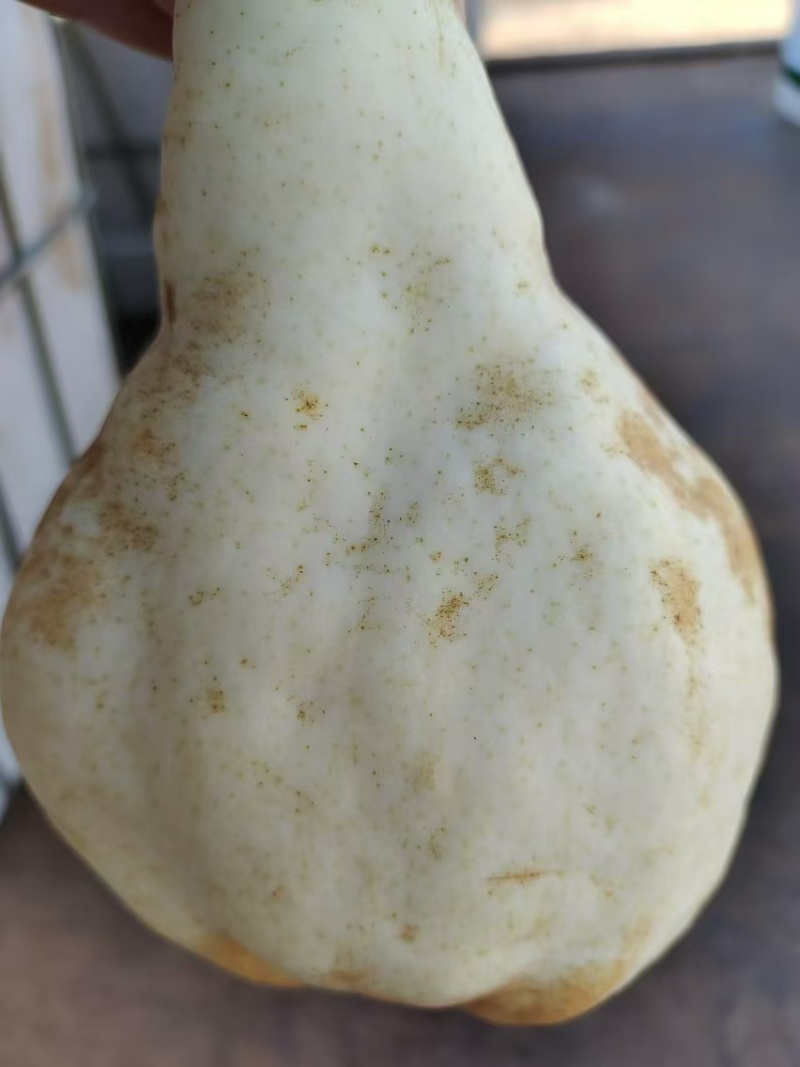 佛手梨冷库货，脆甜。具有奶香味。价格美丽。需要的联系我